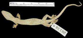 Media type: image;   Herpetology R-26138